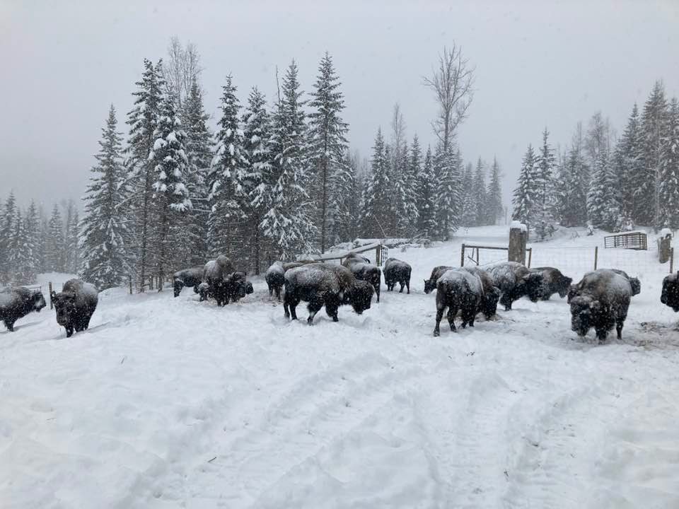 Arizona Time Weather — Baxter Bison Ranch