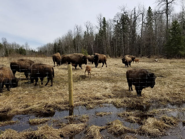 Bison Pictures — Baxter Bison Ranch