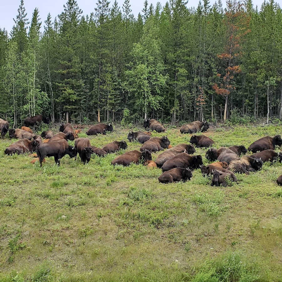 IMG-6459 — Baxter Bison Ranch