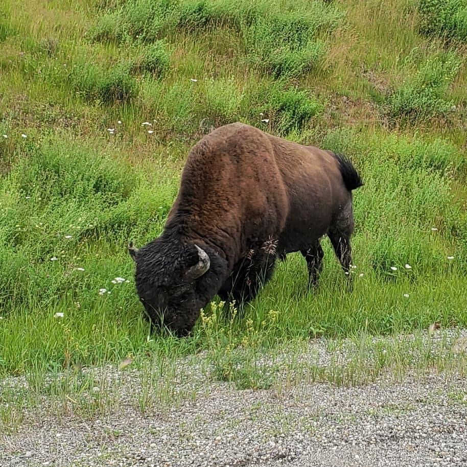 IMG-6460 — Baxter Bison Ranch
