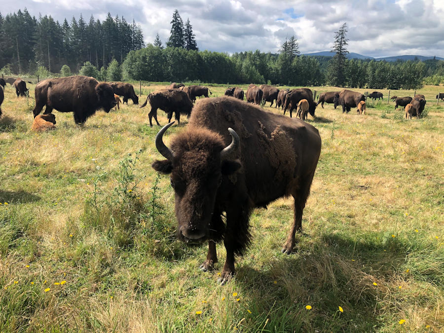 IMG-6519 — Baxter Bison Ranch