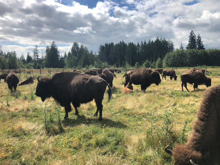 IMG-6520 — Baxter Bison Ranch