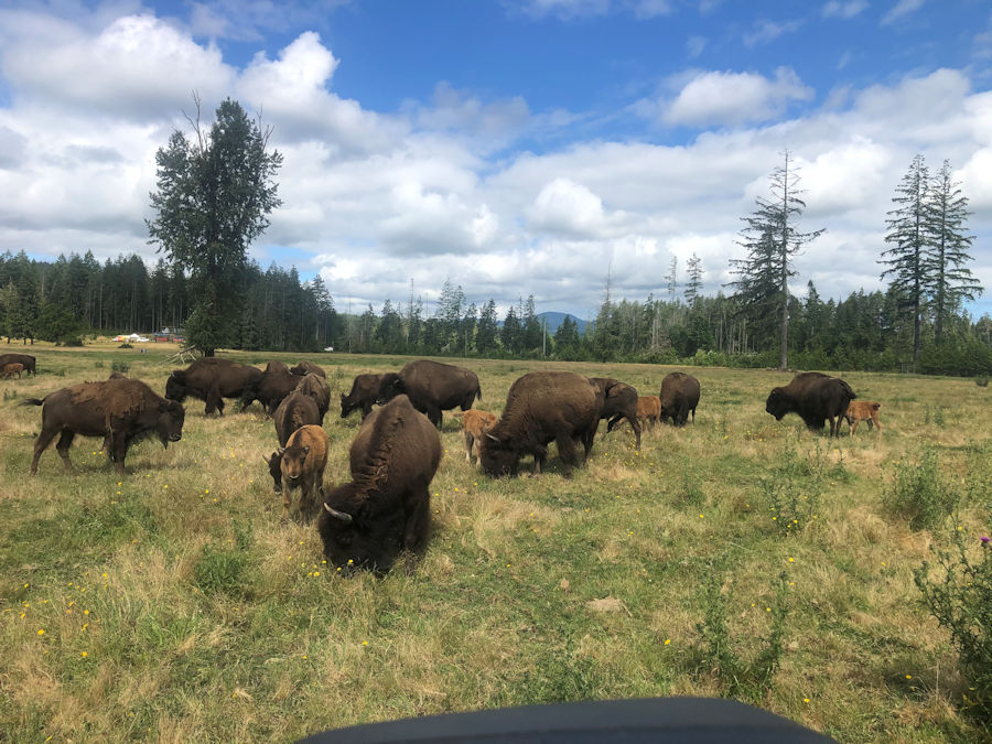 IMG-6521 — Baxter Bison Ranch