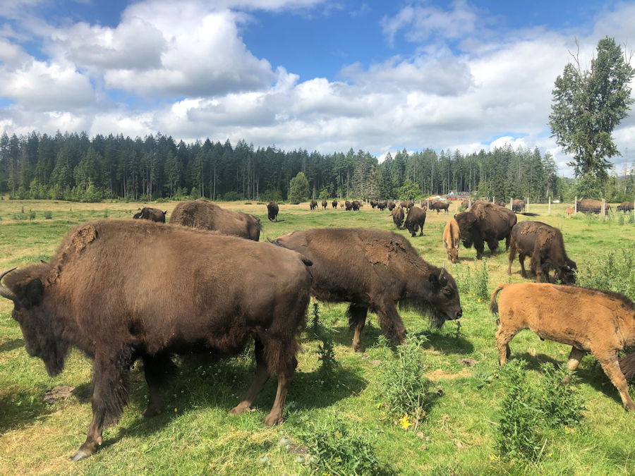 IMG-6521 — Baxter Bison Ranch