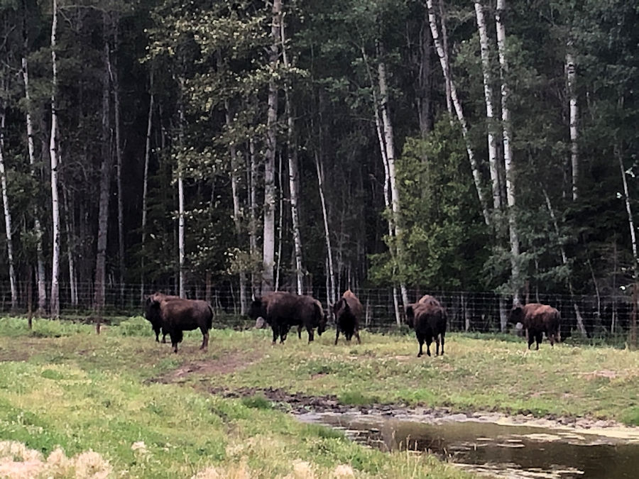 IMG-7144 — Baxter Bison Ranch