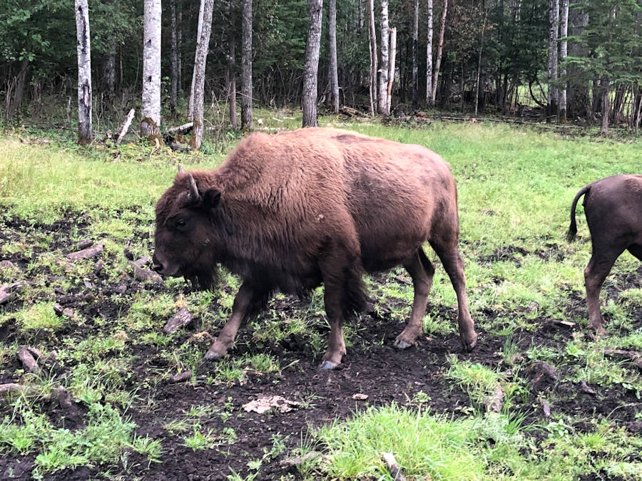IMG-7148 — Baxter Bison Ranch