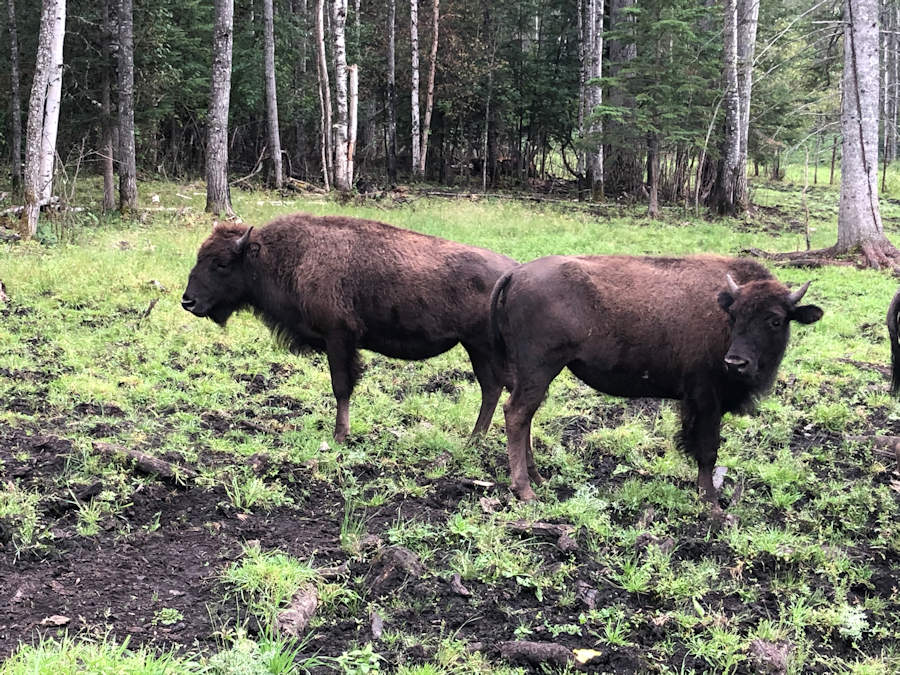 IMG-7150 — Baxter Bison Ranch