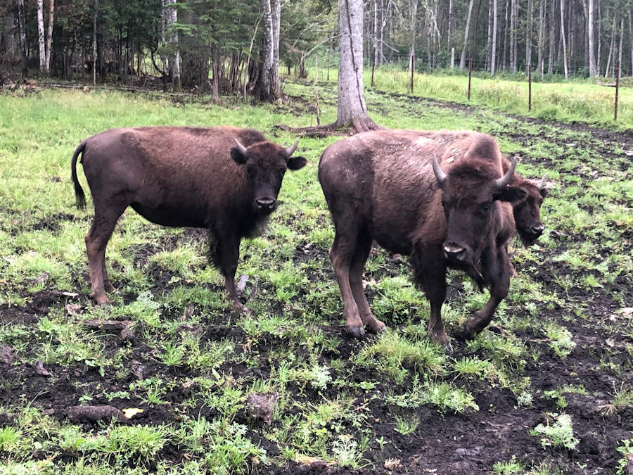 IMG-7152 — Baxter Bison Ranch
