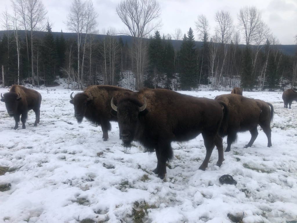 IMG_8112 — Baxter Bison Ranch