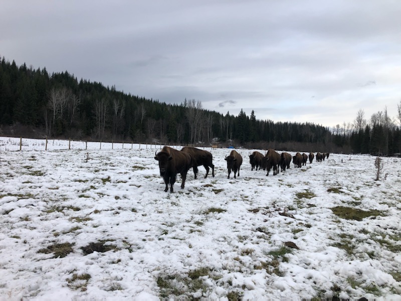 IMG_8169 — Baxter Bison Ranch