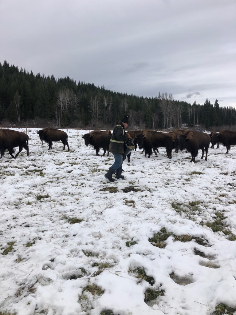 IMG_8173 — Baxter Bison Ranch