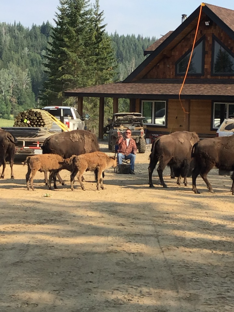 Morning Coffee with the Bison — Baxter Bison Ranch