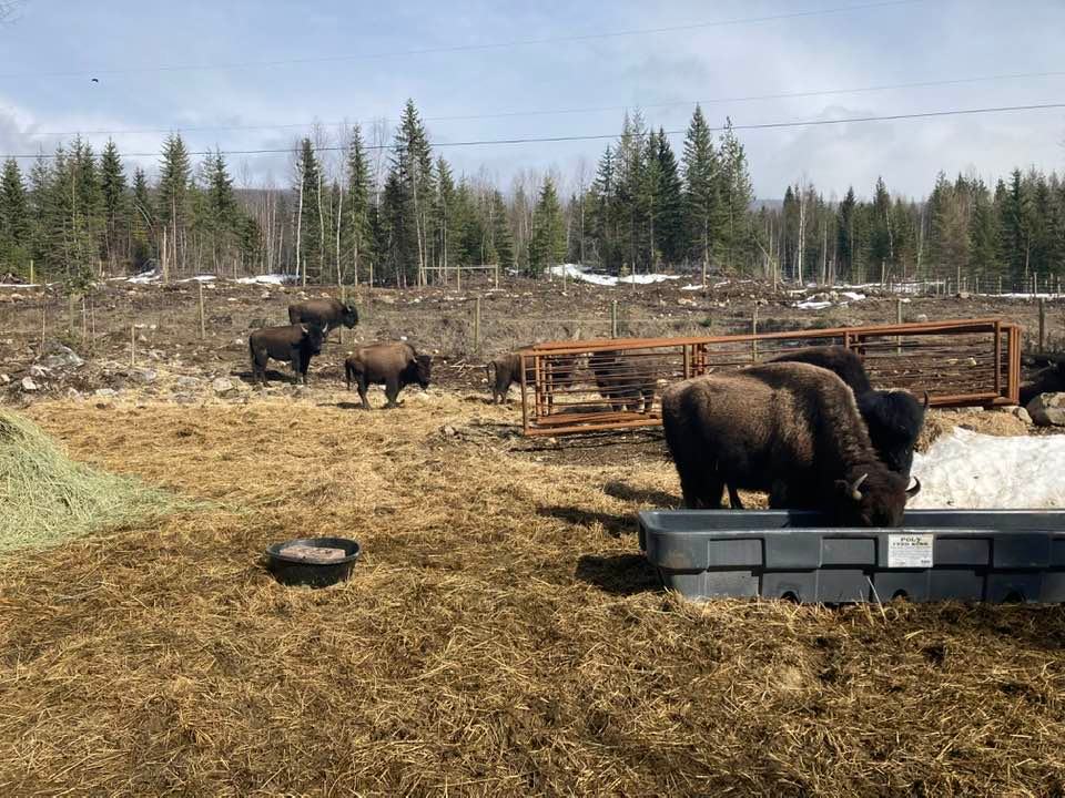 The Bison family happy to see Dad home — Baxter Bison Ranch