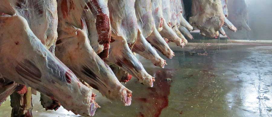 Bison Slabs — Baxter Bison Ranch Bison Slabs